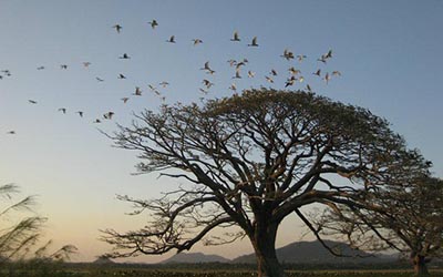 Sri-Lanka-Picture-Tree-400x250